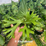 Platycerium Kitshakood