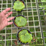 Platycerium madagascariense