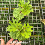 Platycerium Ridleyi Dwarf