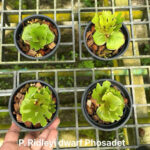 platycerium ridleyi dwarf silver Phosadet