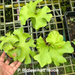 Platycerium Ridleyi Half Moon