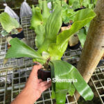 Platycerium stemaria