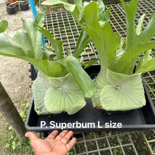 Platycerium Superbum