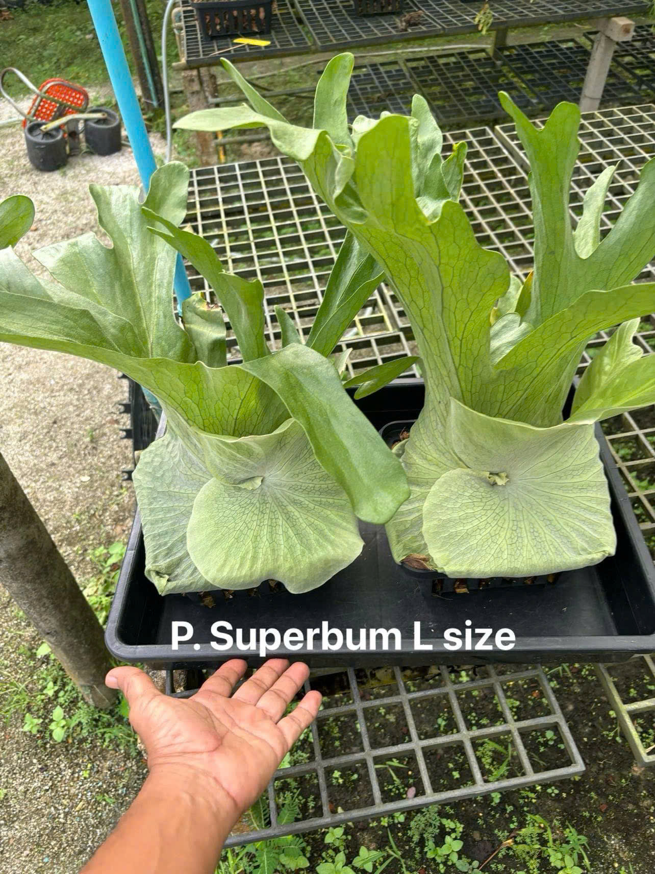 Platycerium Superbum (6