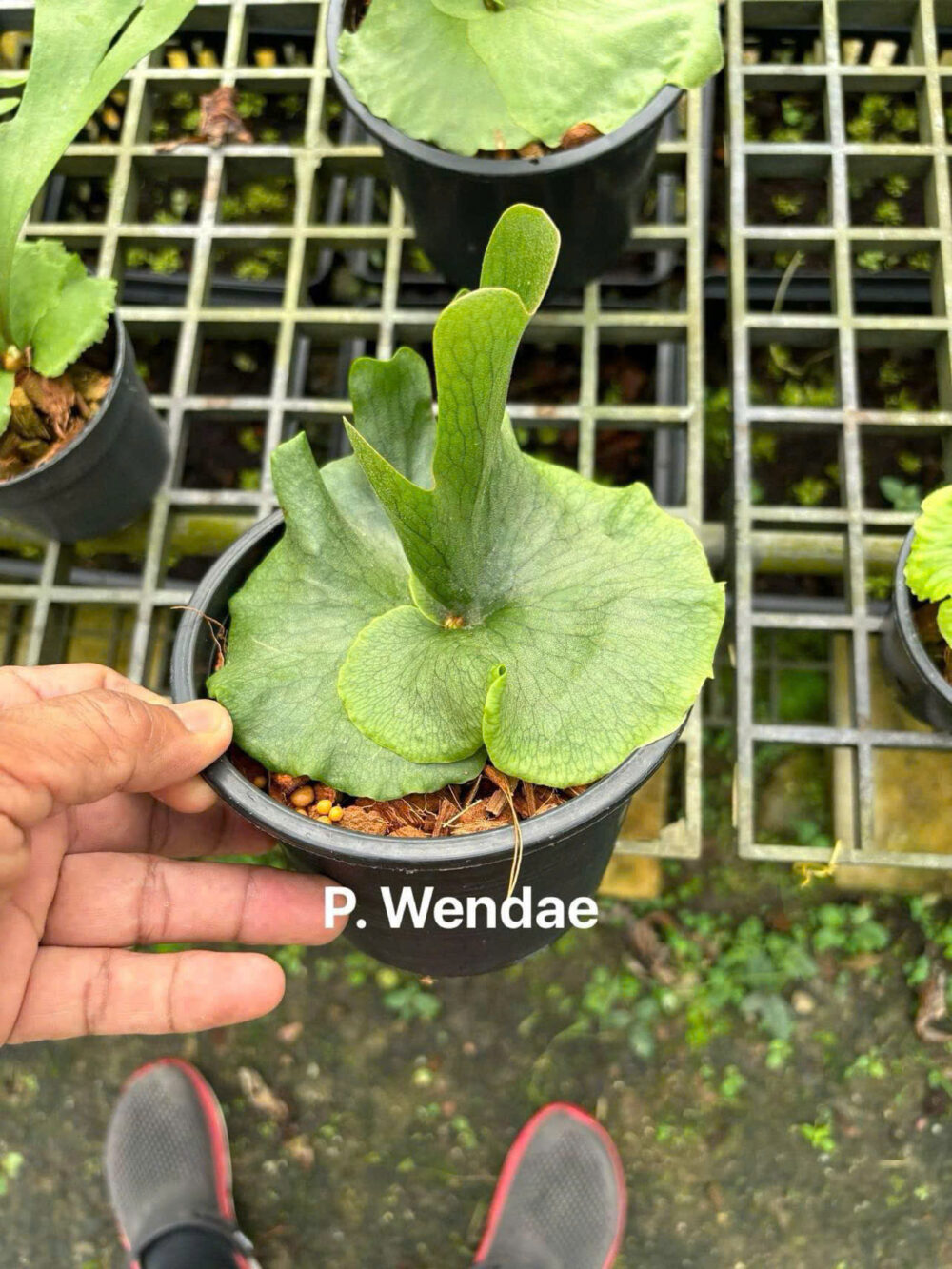 Platycerium Wandae