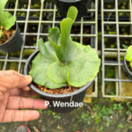 Platycerium Wandae