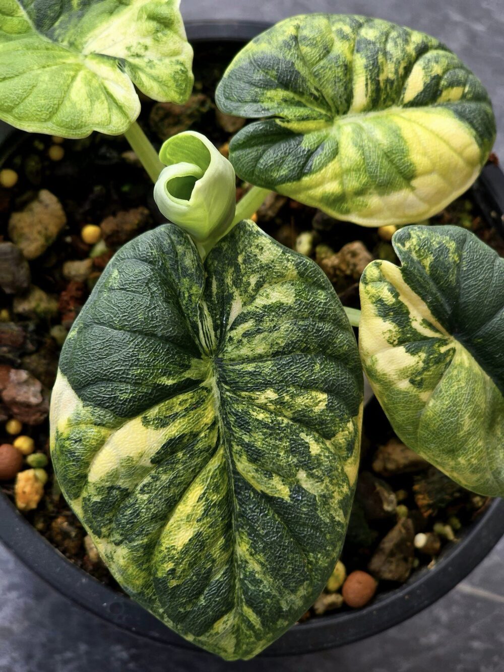 Alocasia Melo Aurea Variegated