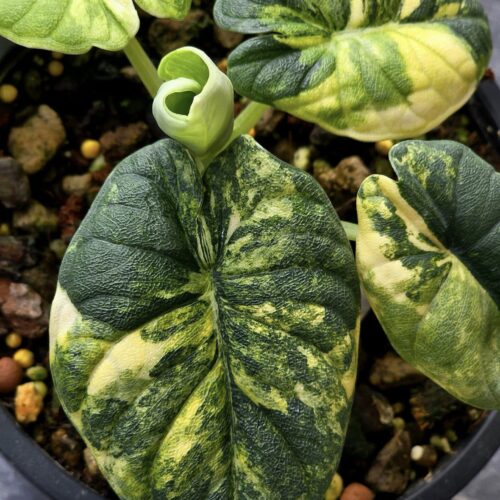 Alocasia Melo Aurea Variegated