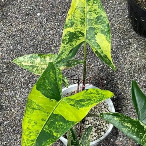 Alocasia Zebrina Variegated