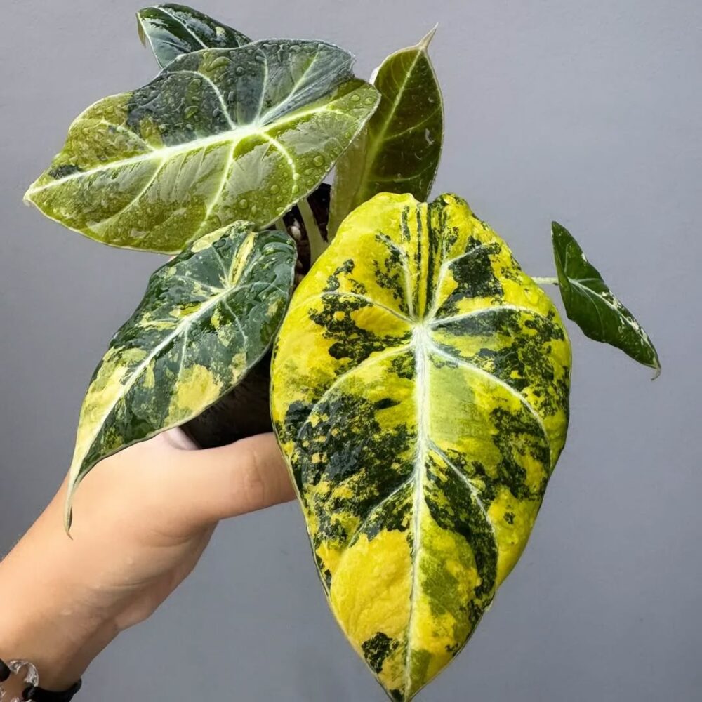 Alocasia Black Velvet Gold Variegated