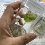 Alocasia black velvet golden variegated
