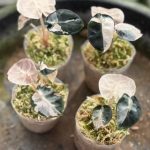 Alocasia heart balloon pink variegated