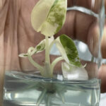 Alocasia Maharani Albo Variegated