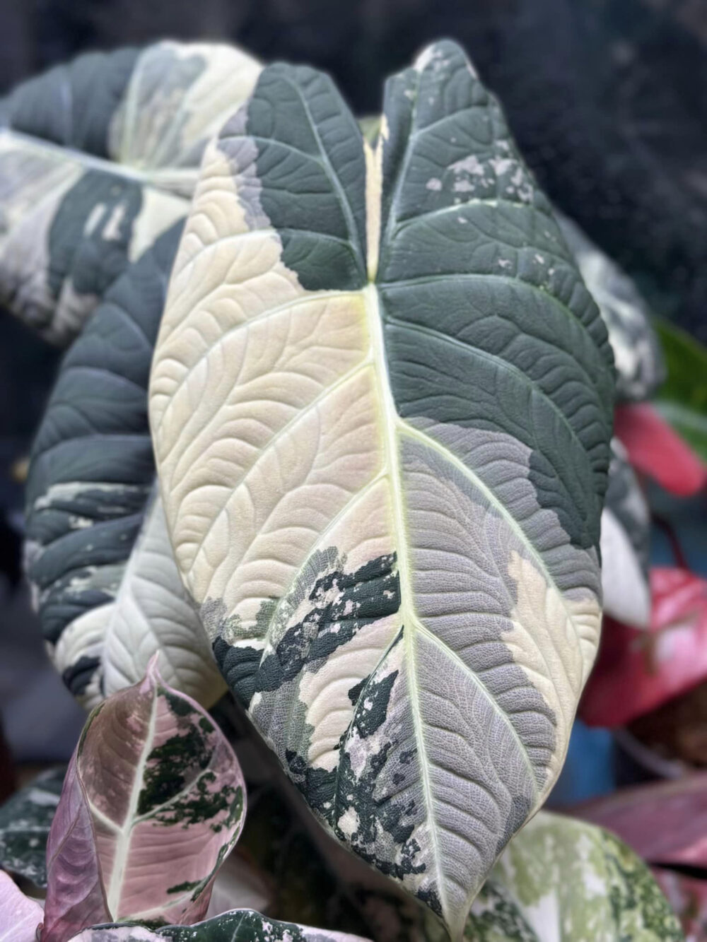 Alocasia Maharani Albo Variegated