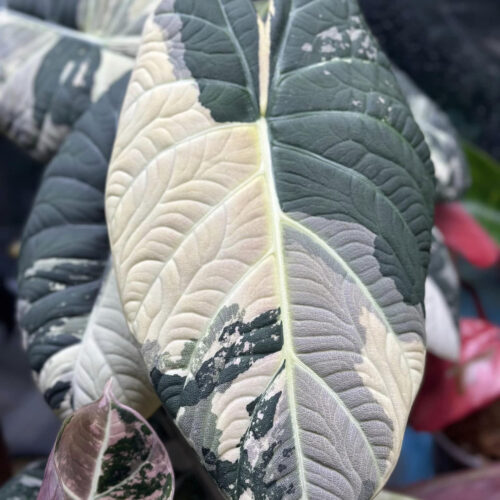 Alocasia Maharani Albo Variegated