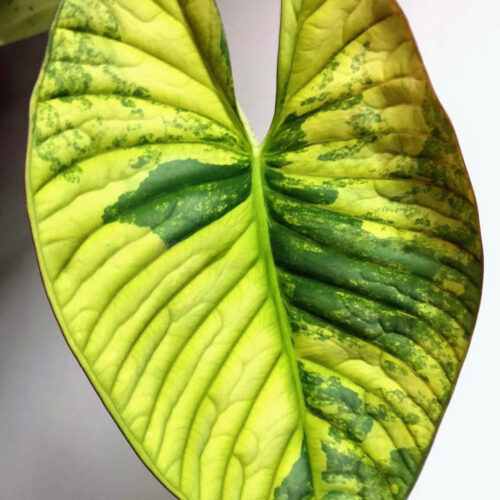 Alocasia Nebula Aurea Variegated