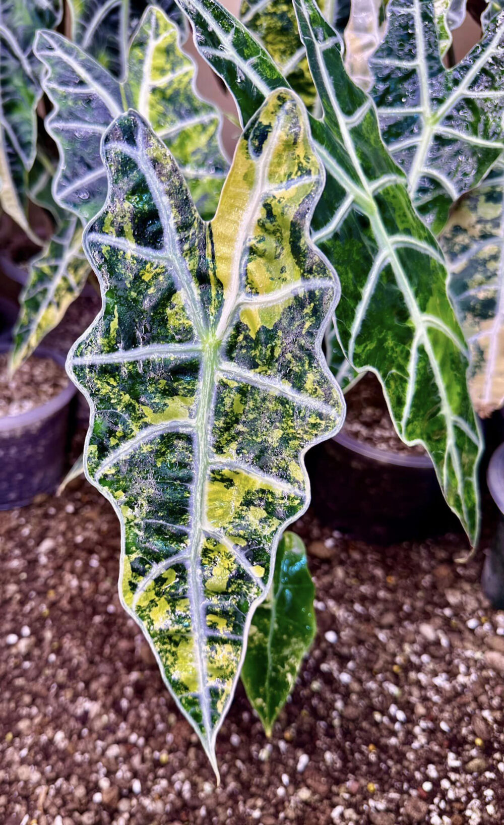 Alocasia sanderiana bull Aurea variegated