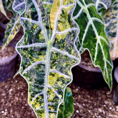 Alocasia sanderiana bull Aurea variegated