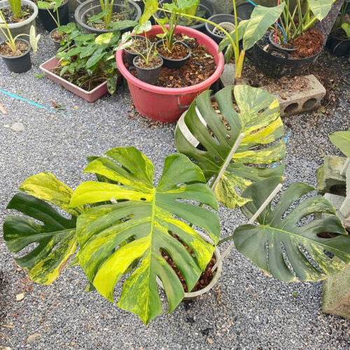 Monstera Deliciosa Yellow Marilyn Variegated 6" Pot