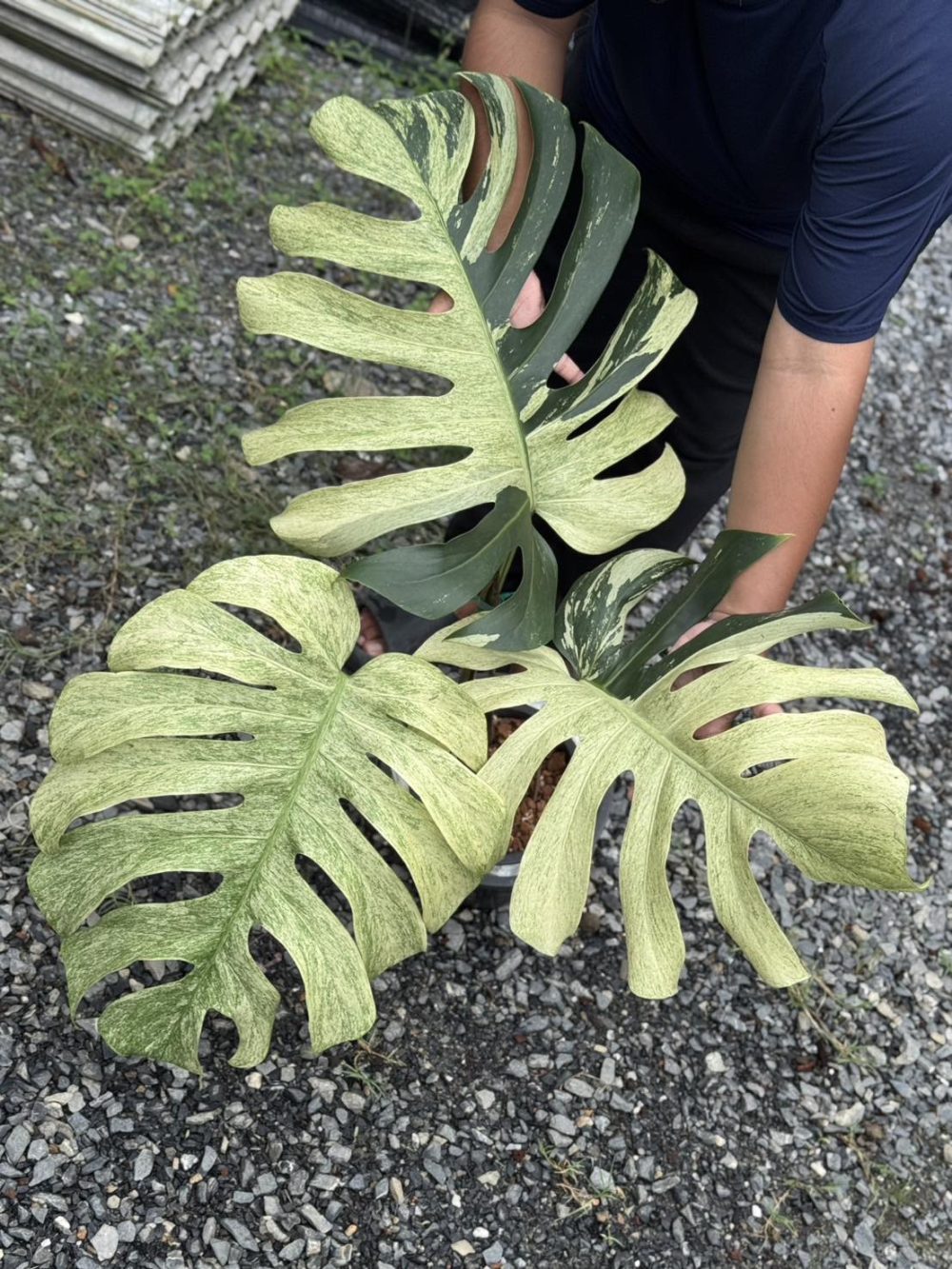 Monstera Mint Variegata - Actual plant MM3 - Image 5