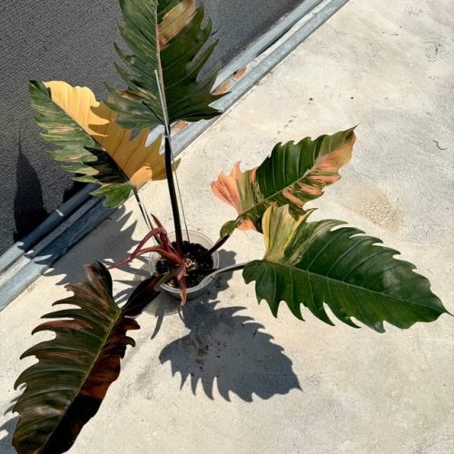 Philodendron Caramel Marble Variegated