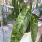 Philodendron patriciae variegated