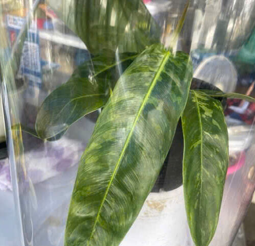 Philodendron patriciae variegated