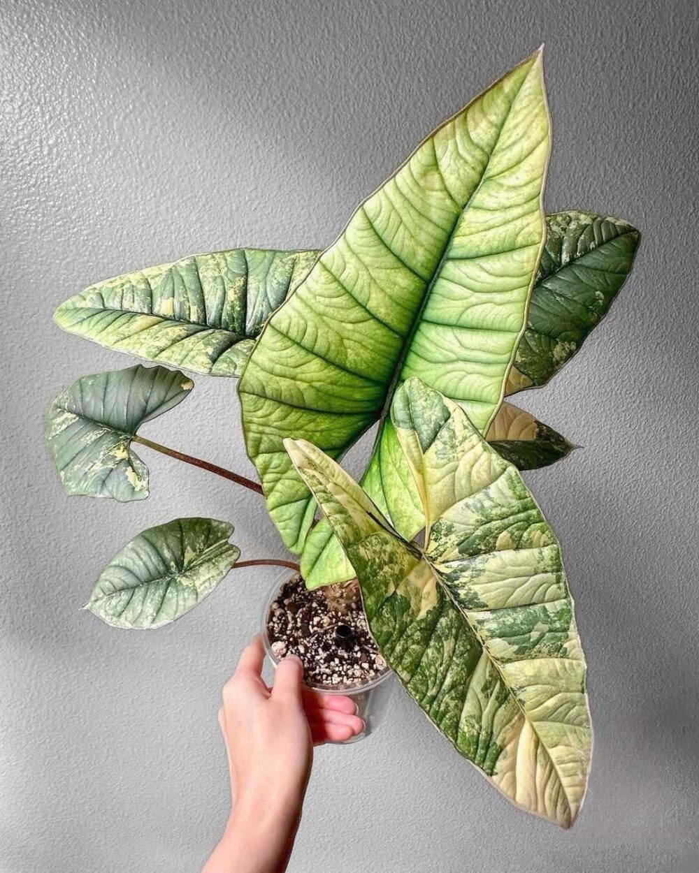 alocasia platinum variegated mother