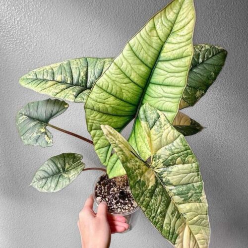 alocasia platinum variegated mother