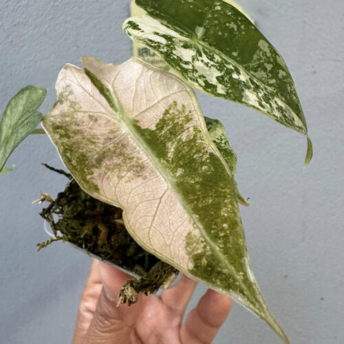 Tissue Culture - Alocasia sanderiana bull pink variegated 1 plant