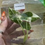 Alocasia Bisma Albo variegated