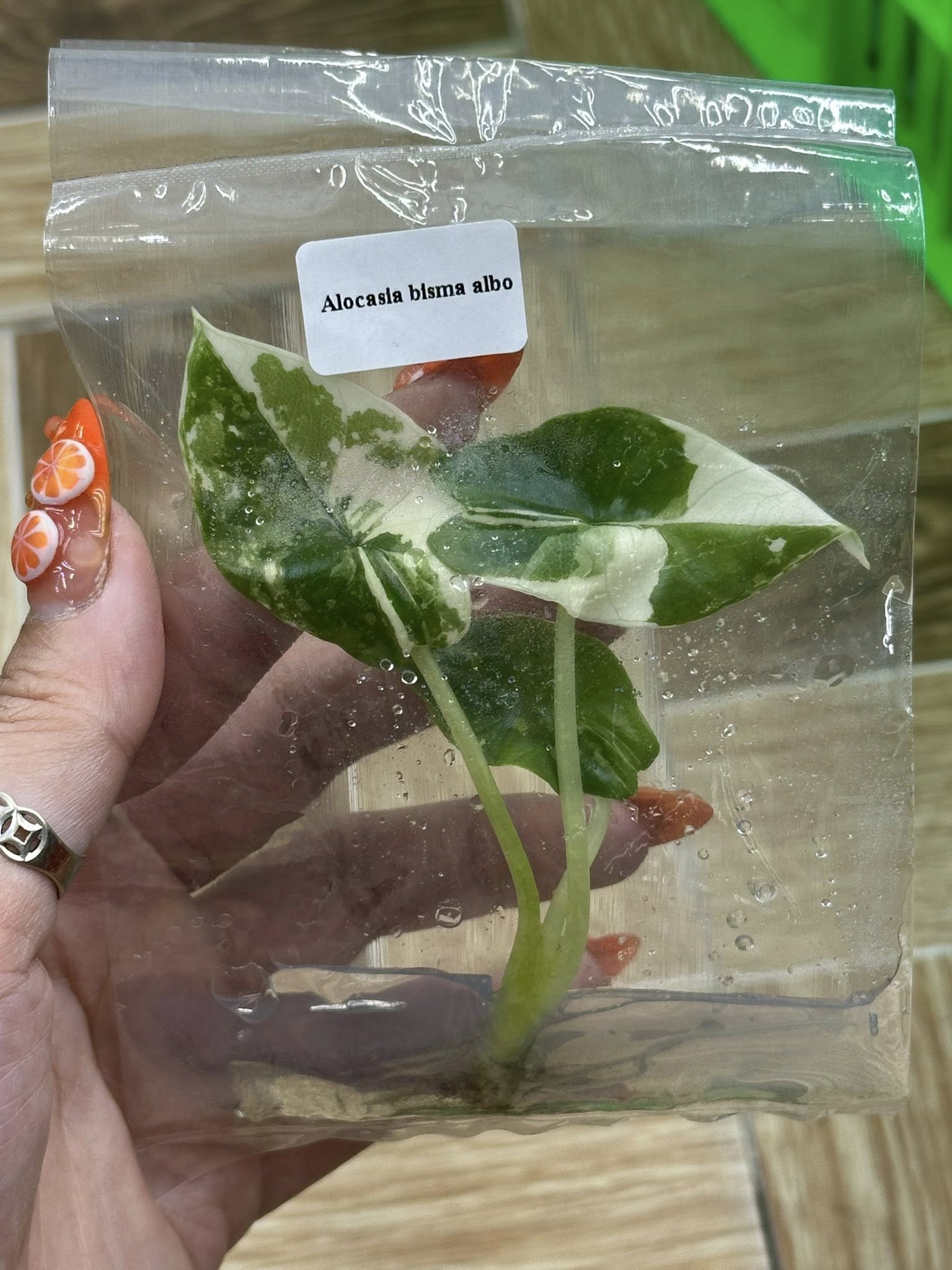 Alocasia Bisma Albo variegated