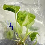 Alocasia Black Velvet Splash