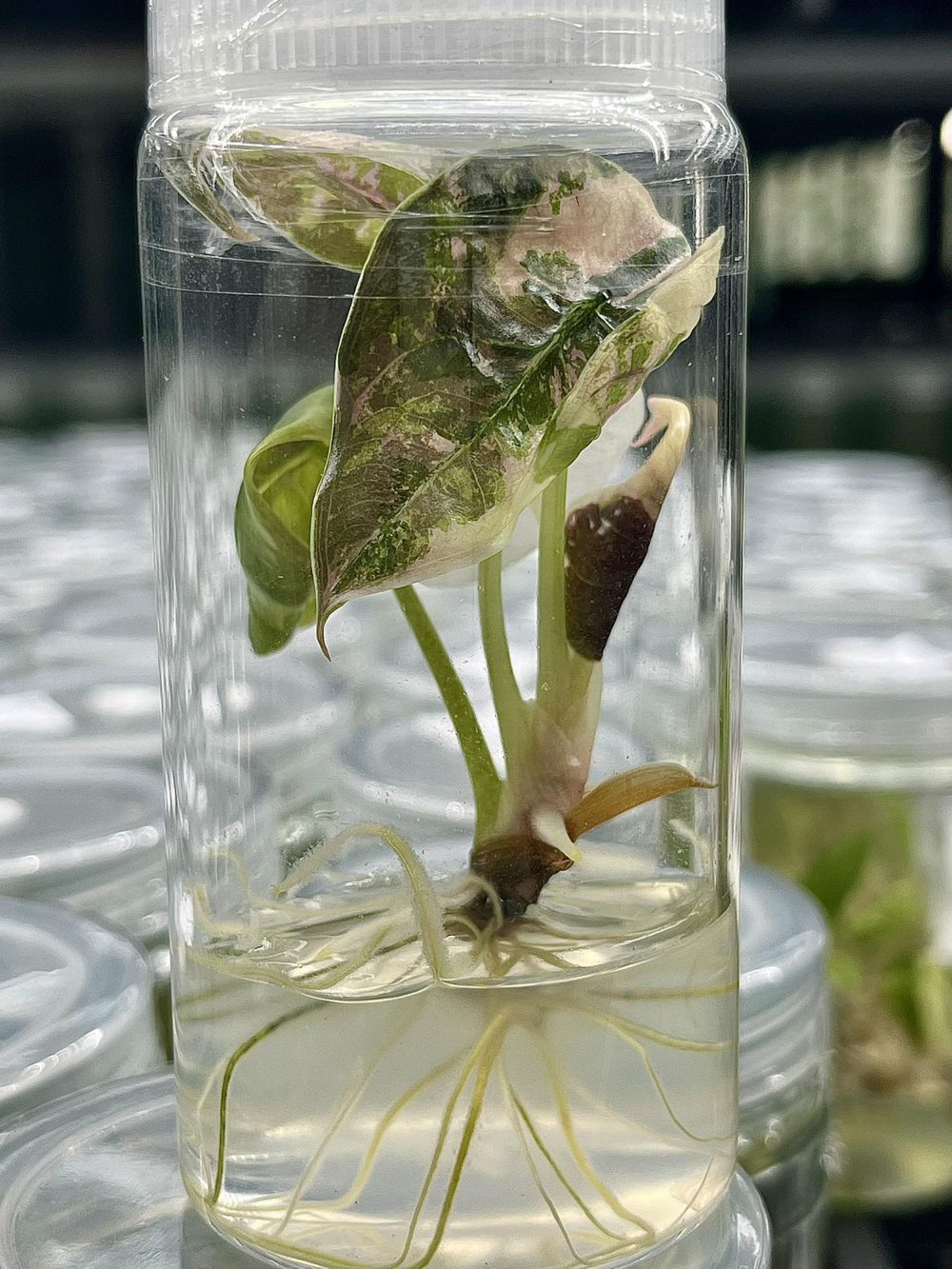 Tissue Culture - Alocasia Cuprea red secret pink variegated 1 plant - Image 2