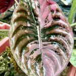 Alocasia Cuprea red secret pink variegated