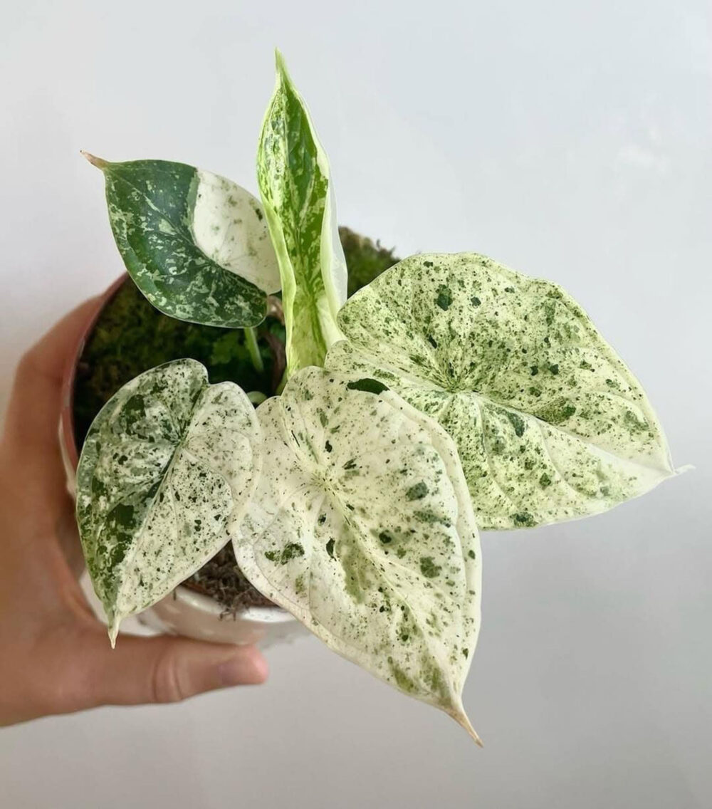 Alocasia Dragon scale mint