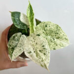 Alocasia Dragon scale mint