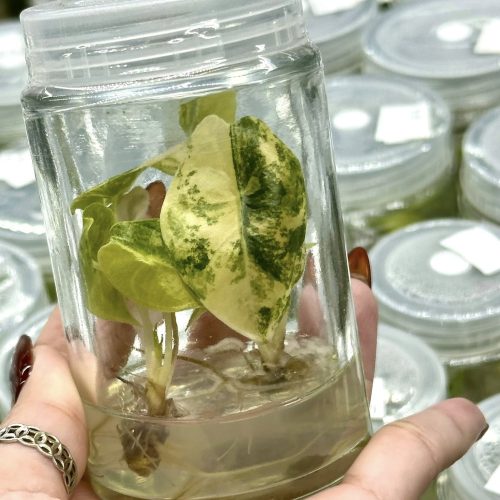 Alocasia Sedenii Aurea Variegated