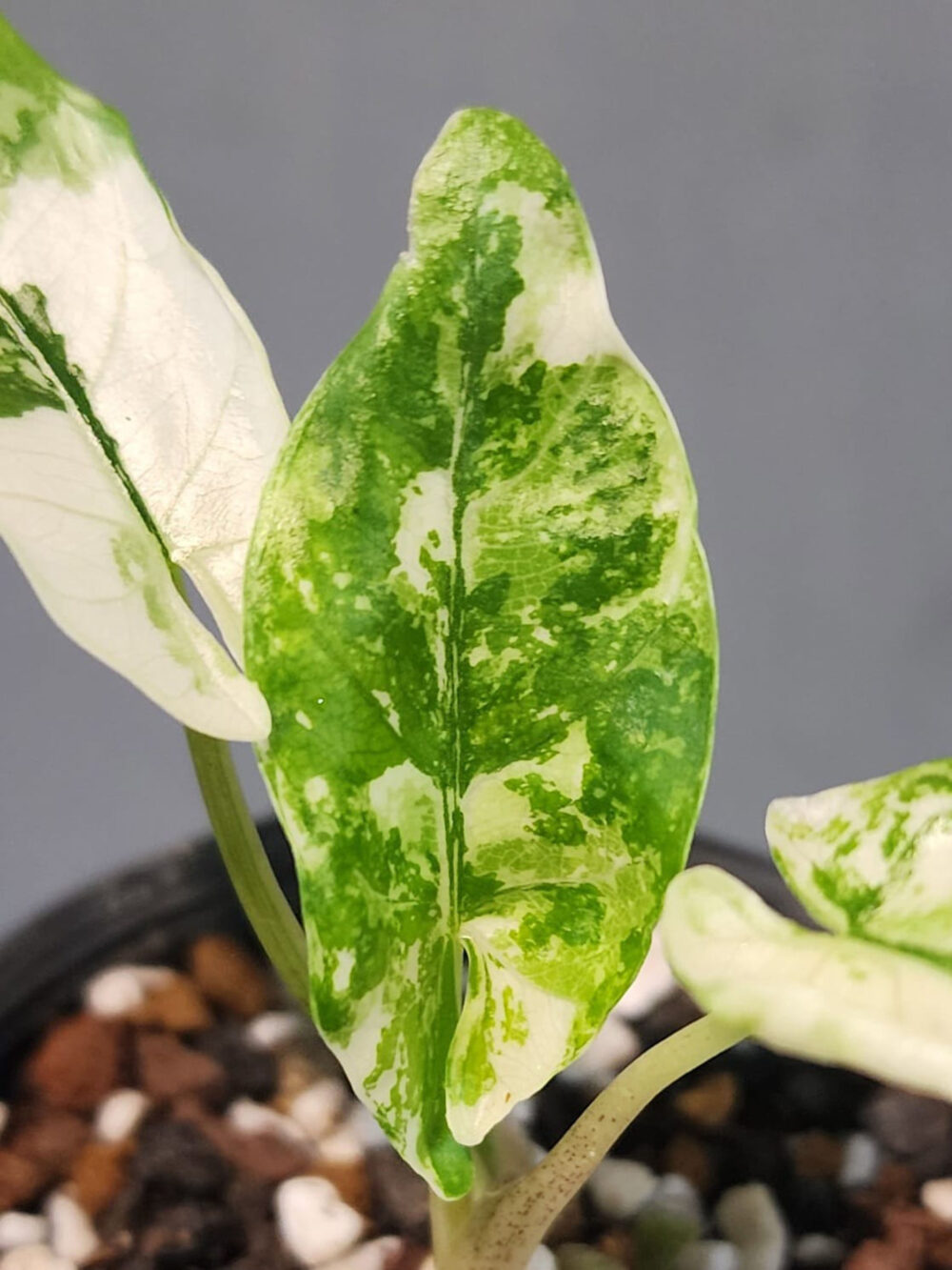 Alocasia bisma albo variegated