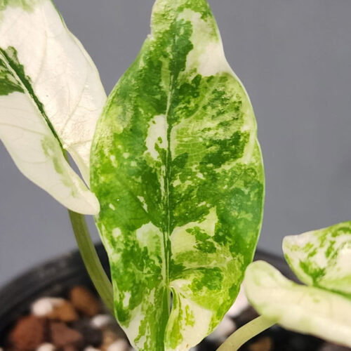 Alocasia bisma albo variegated