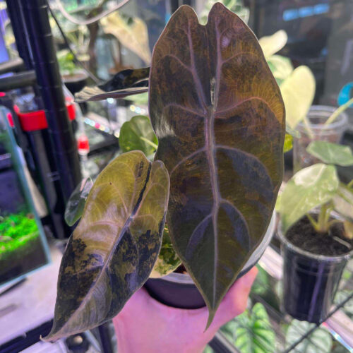 Alocasia Sedenii Aurea Variegated