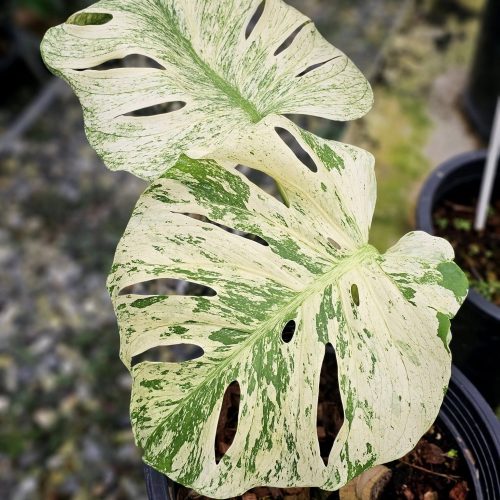 Monstera White Monster | Monstera deliciosa ‘White Monster’  6" pot