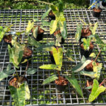 Philodendron Florida Beauty x Billietiae Variegated