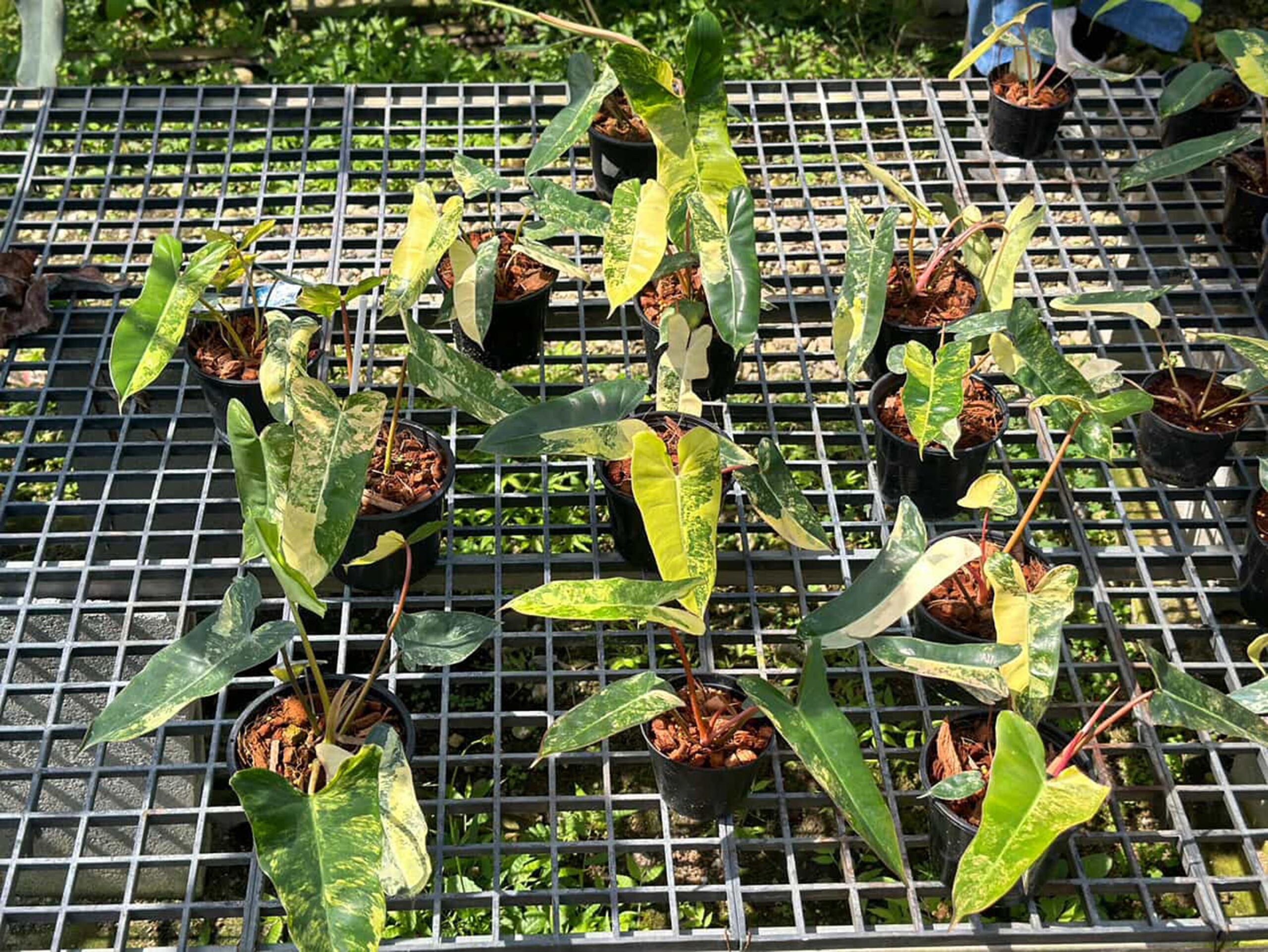 Philodendron Florida Beauty x Billietiae Variegated