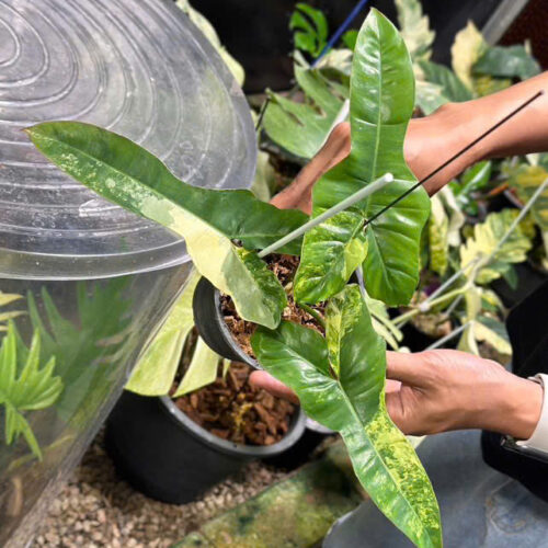 Philodendron Florida Beauty x Billietiae Variegated