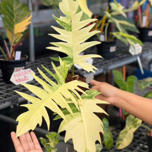 Philodendron Florida Beauty x Tortum variegated