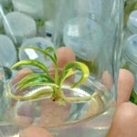 Philodendron Florida Beauty x Tortum Variegated