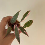 Philodendron pink princess mutation