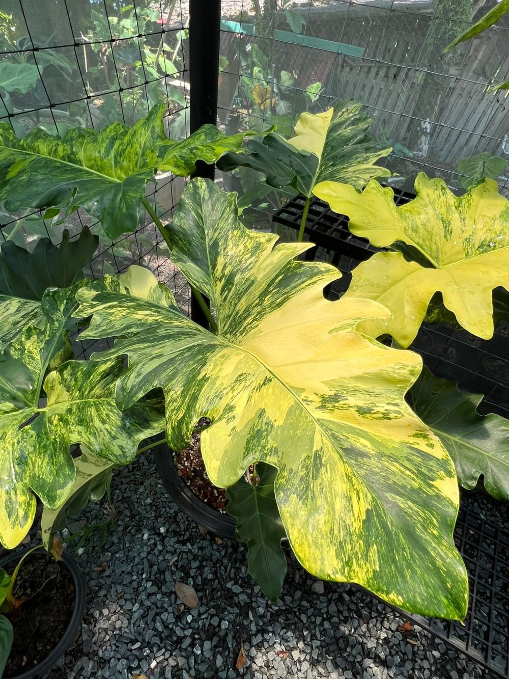 Philodendron Williamsii Variegated