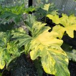 Philodendron Williamsii Variegated